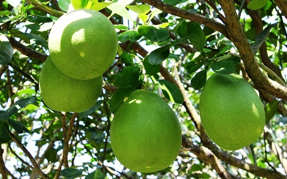 Chile opens its market to Vietnamese grapefruit